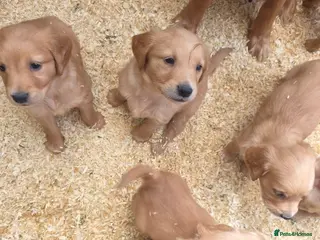 Golden Retriever dogs for sale: Kc registered dark red pups - Advert 1