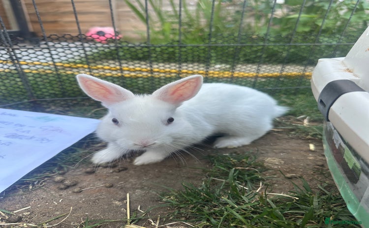 Netherland Dwarf rabbits - Advert 1