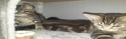 Mixed Breed cats for sale: 1 male and 1 female  - Advert 4