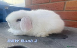 Mini Lop rabbits for sale: Mini Lops Bunnies. READ DESCRIPTION - Updated 22/7 in Chard - Image 15