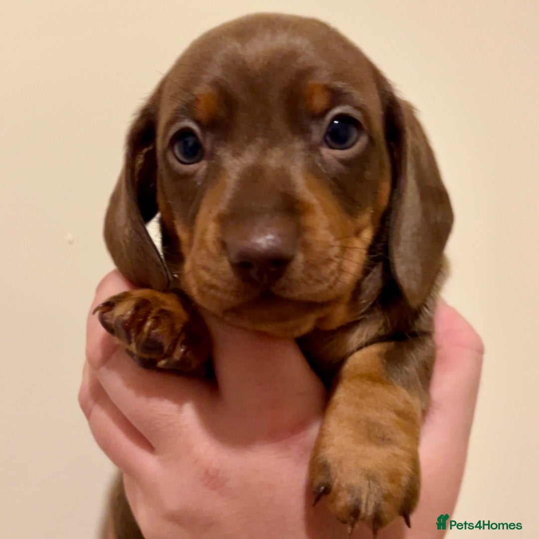 Miniature Dachshund dogs for sale: 🐾Beautiful kc mini dachshund pups ready 20 Dec🐾 - Advert 15