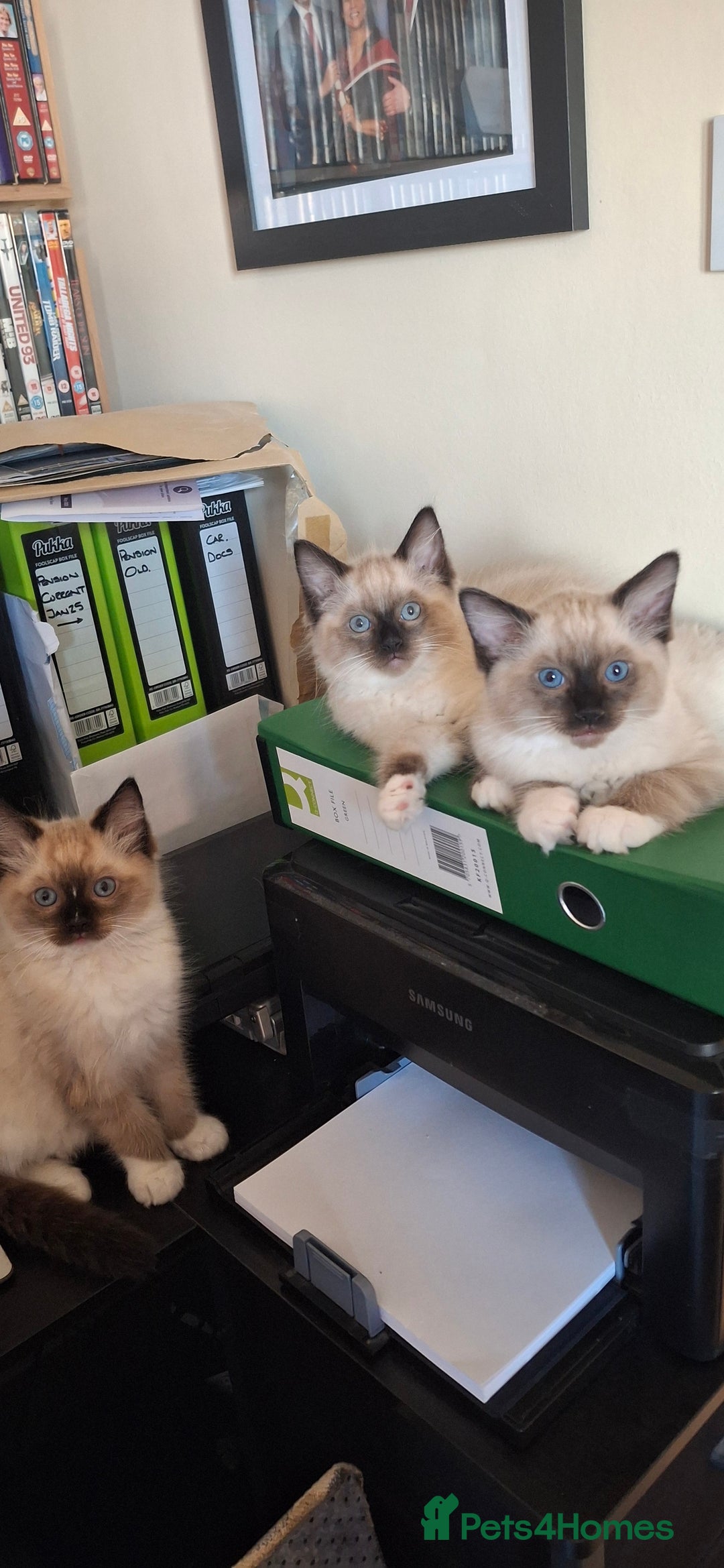 Ragdoll cats for sale: Stunning full Ragdoll kittens for sale - Image 17
