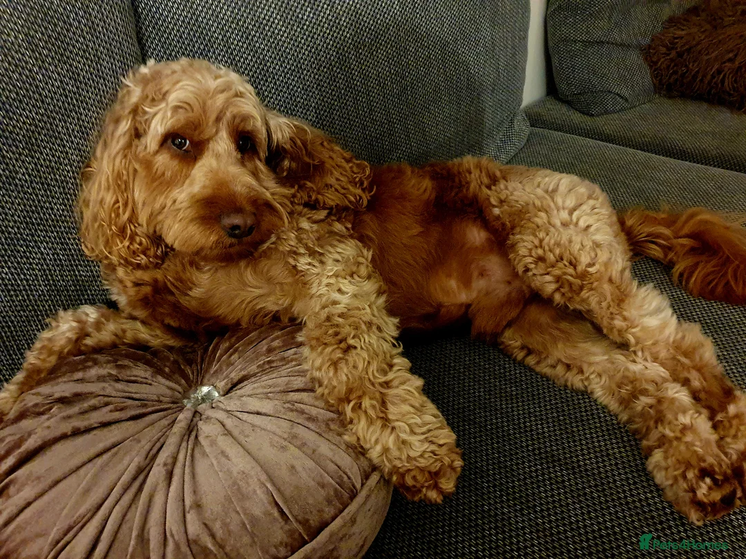 Cockapoo dogs for stud: Proven DNA tested red F1 Cockapoo Charlie for Stud in Milton Keynes - Advert 34