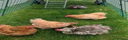 Chickens poultry for sale: Chickens pekin bantam and goldline  - Advert 2