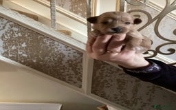 Chipoo dogs for sale: Chipoo - Advert 4