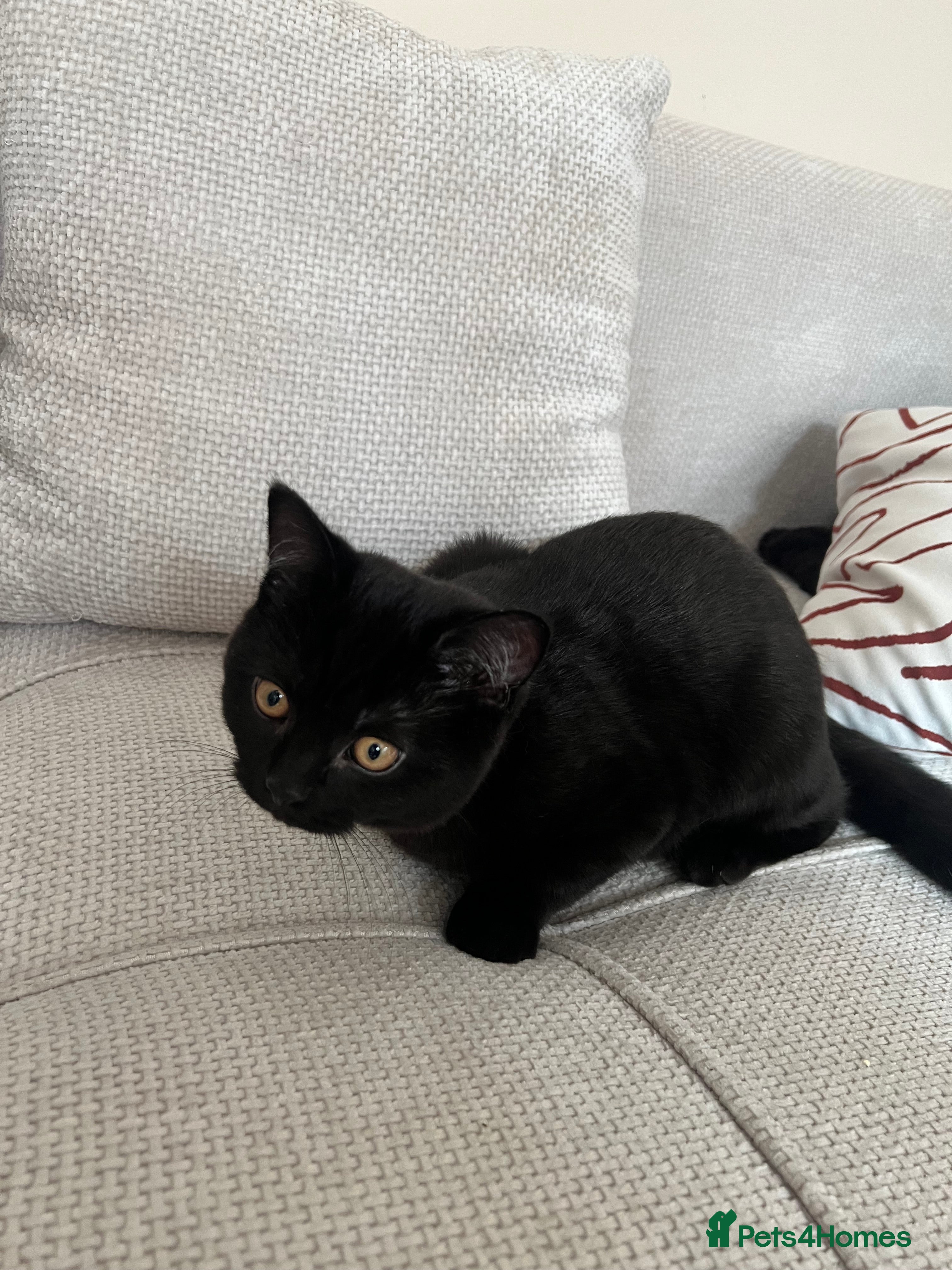 Mixed Breed cats 2 kittens - Advert 11