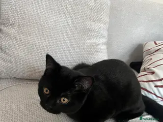 Mixed Breed cats 2 kittens - Advert 1