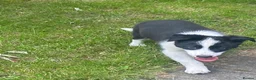 Border Collie dogs for sale: Border collie puppy ready now - Advert 10