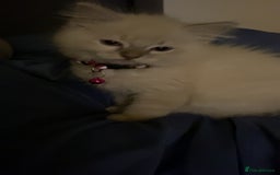 Ragdoll cats for sale: Ragdoll kitten for sale - Image 11