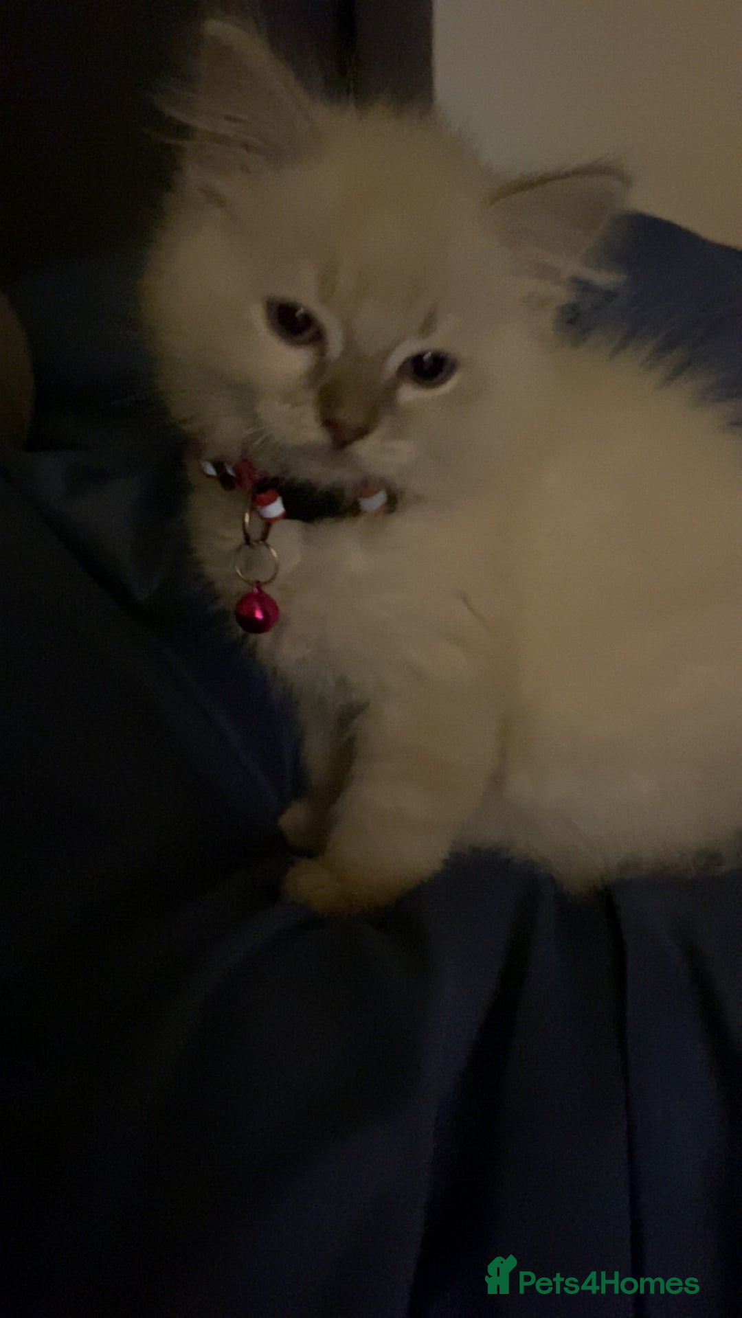 Ragdoll cats for sale: Ragdoll kitten for sale - Image 11