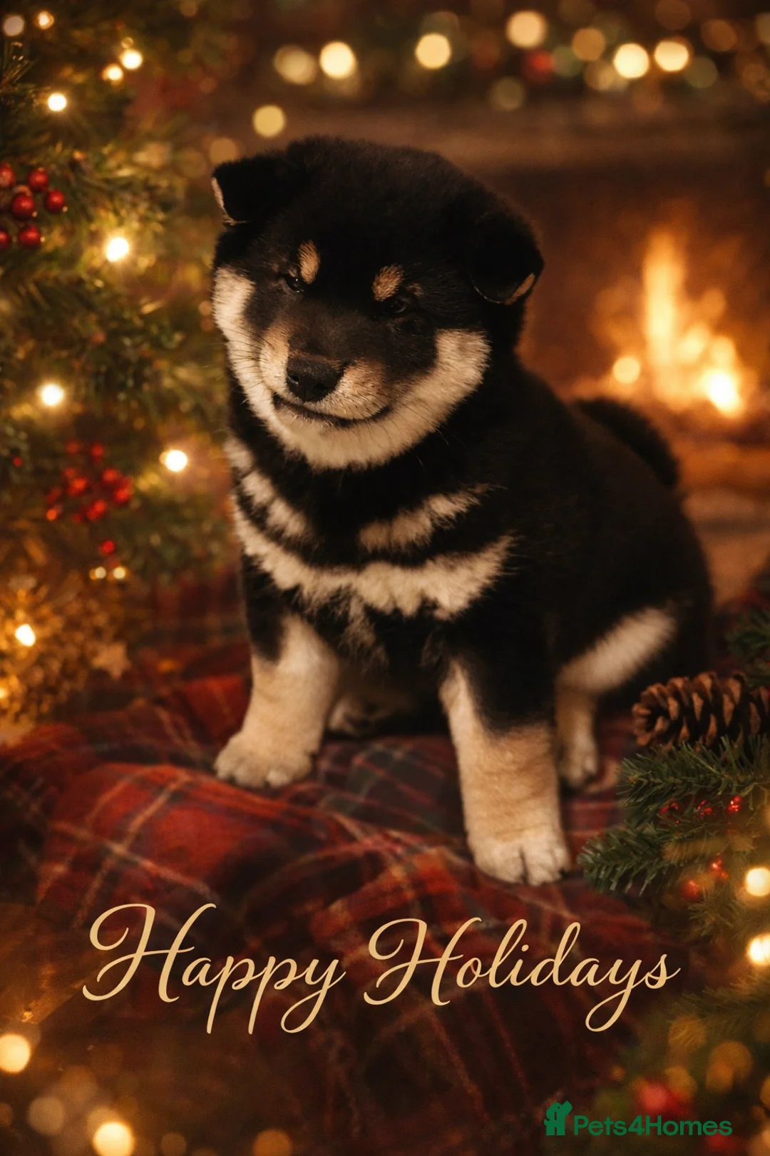 Japanese Shiba Inu dogs for sale: 10 weeks old KC Black/Tan Boy 💖 - Advert 6