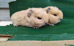 Guinea Pig rodents for sale: Baby Sows. Swiss, Self and Dalmation. - Image 6