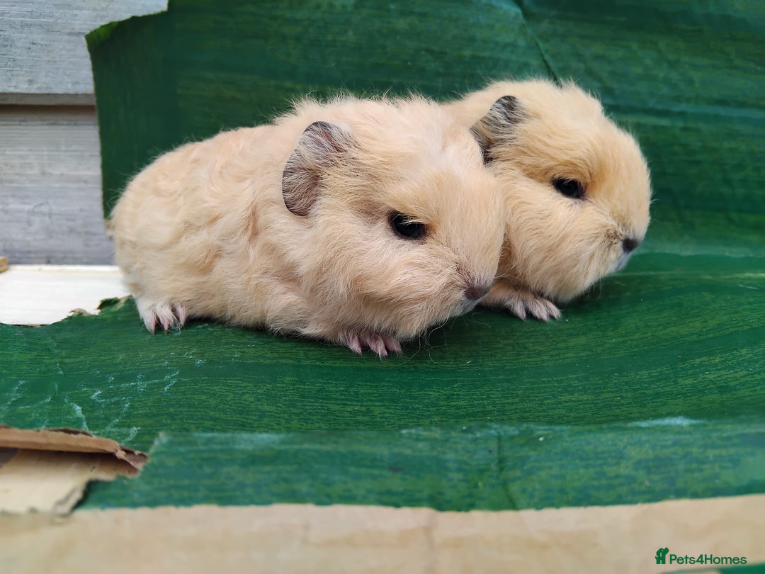 Guinea Pig rodents for sale: Baby Sows. Swiss, Self and Dalmation. - Image 6