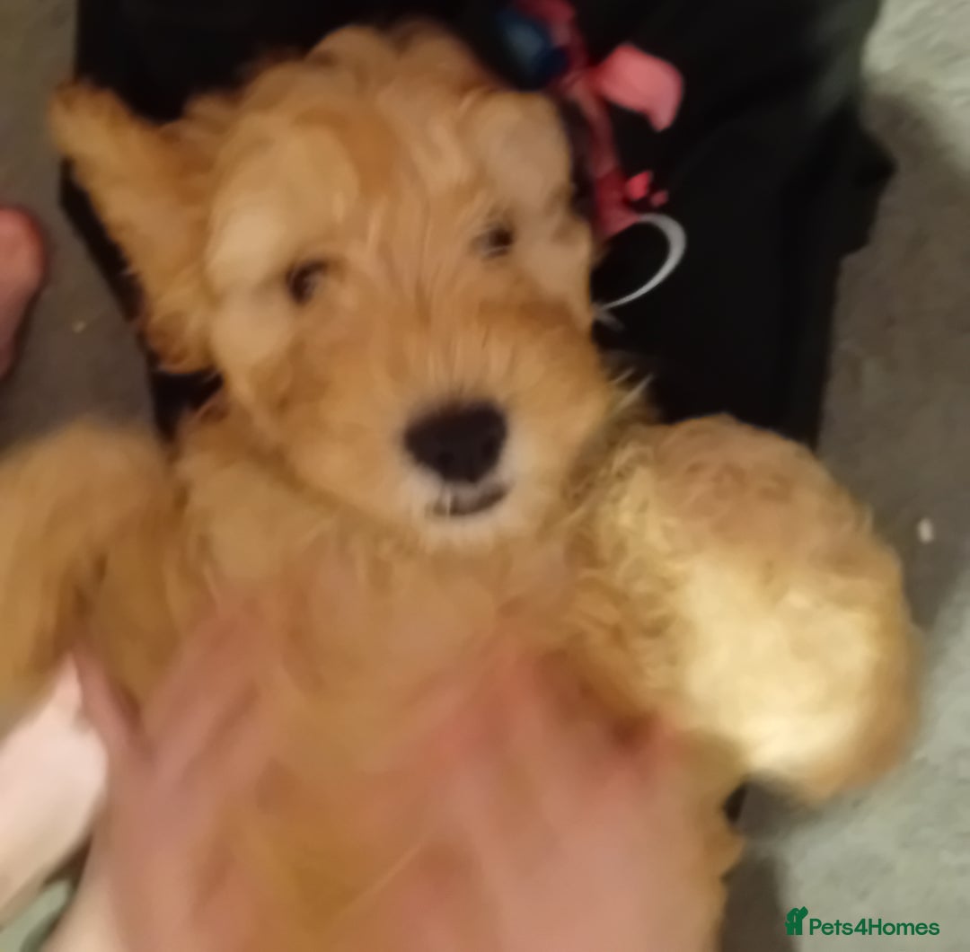 Cavapoo dogs for sale: **2 puppies left** - Image 5