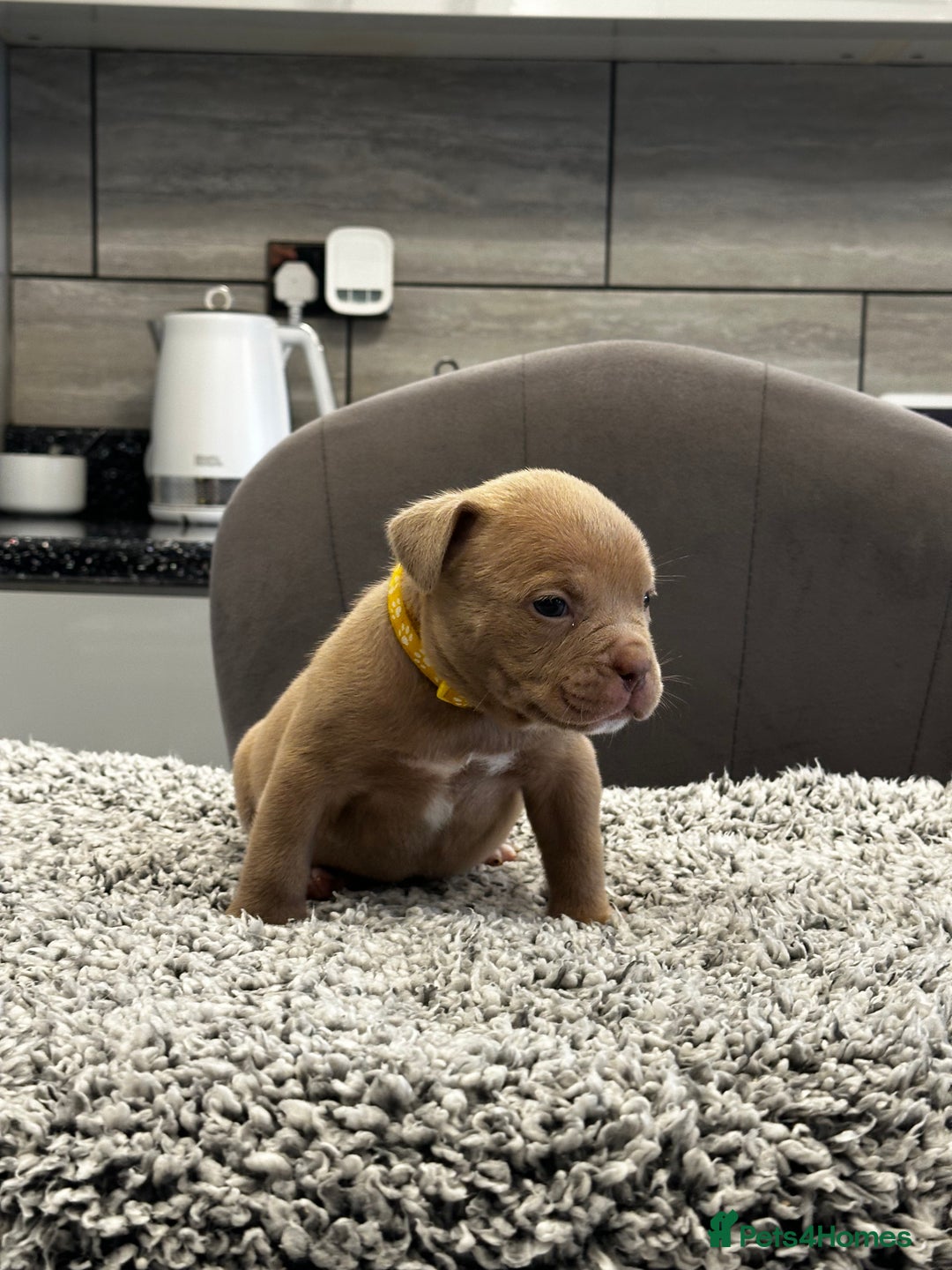 American Bully dogs for sale: ABKC POCKET/MICRO BULLY PUPPIES IMPORT BLOODLINES - Advert 9