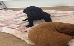 Mixed Breed dogs for sale: ⭐️ beautiful girl looking for her forever home ⭐️ - Image 3
