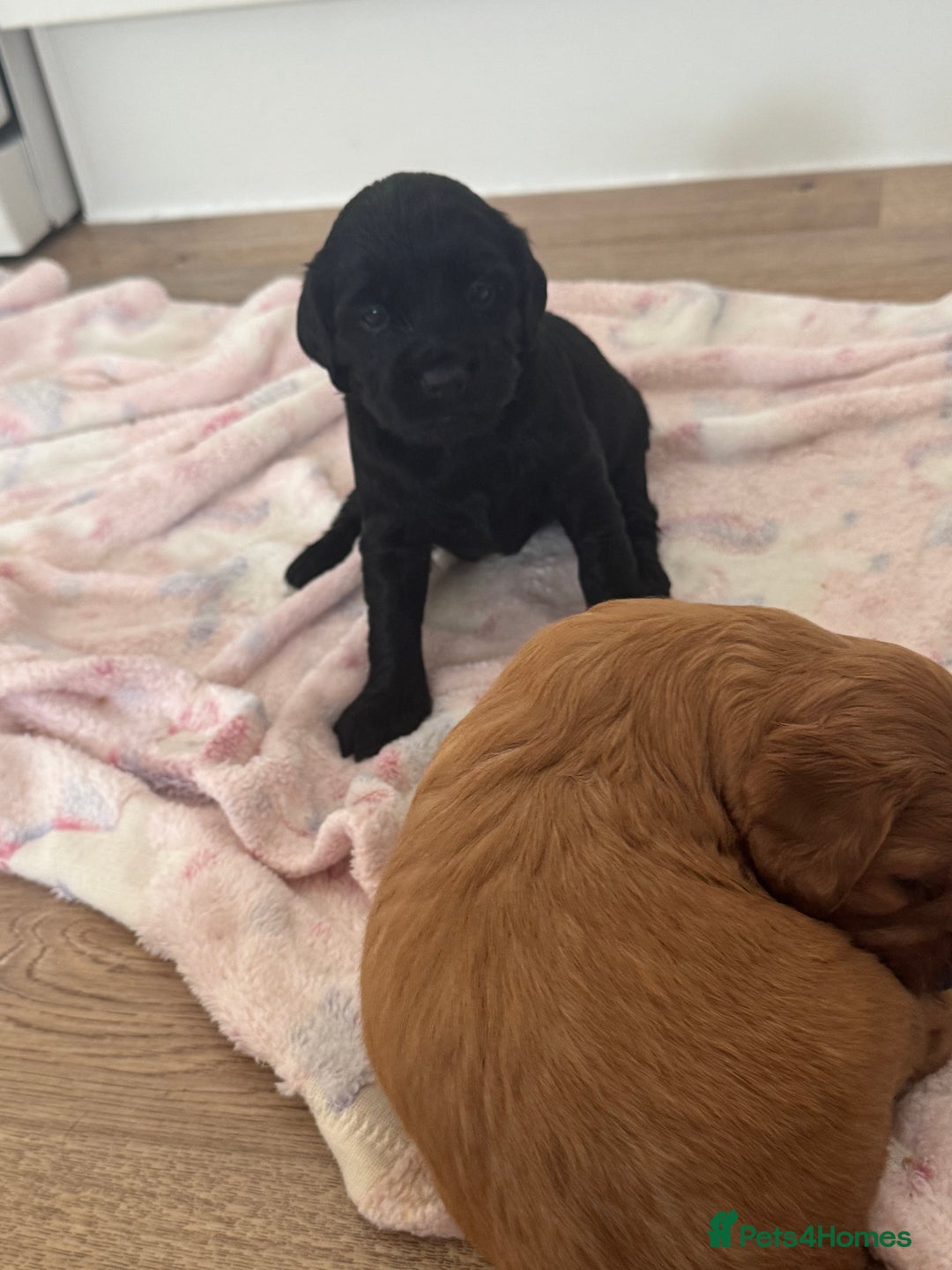 Mixed Breed dogs for sale: ⭐️ beautiful girl looking for her forever home ⭐️ - Image 3