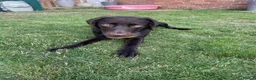 Labrador Retriever dogs for sale: Stunning chocolate working lab  - Advert 7