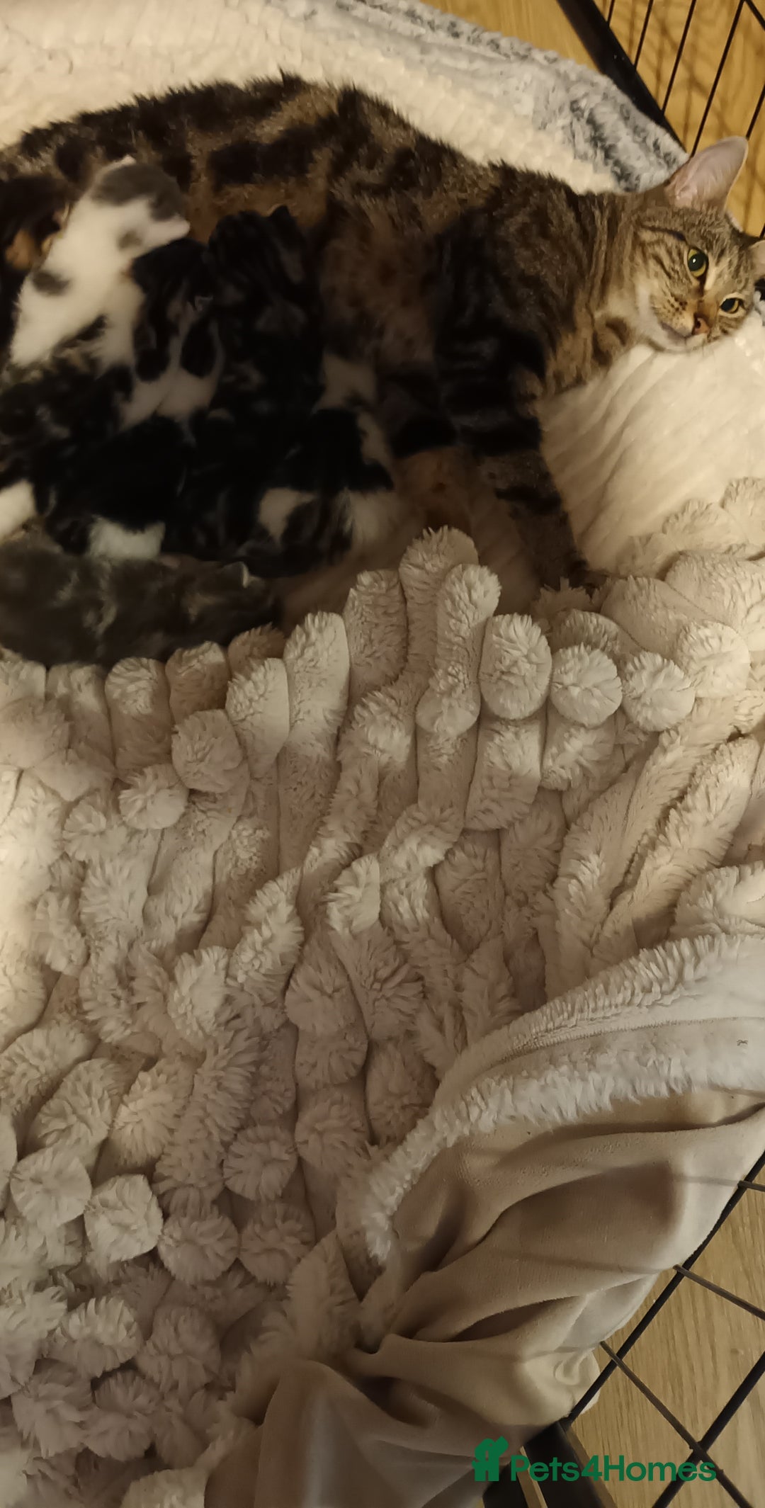 Mixed Breed cats for sale: 6 beautiful kittens left for sale  - Image 3