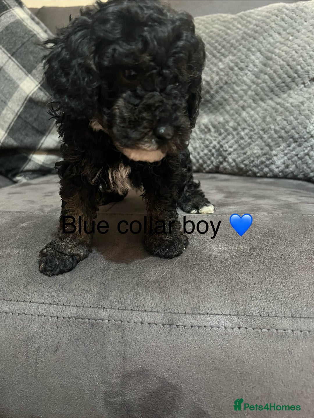 Miniature Poodle dogs for sale: 3 miniature poodles remaining  - Image 18