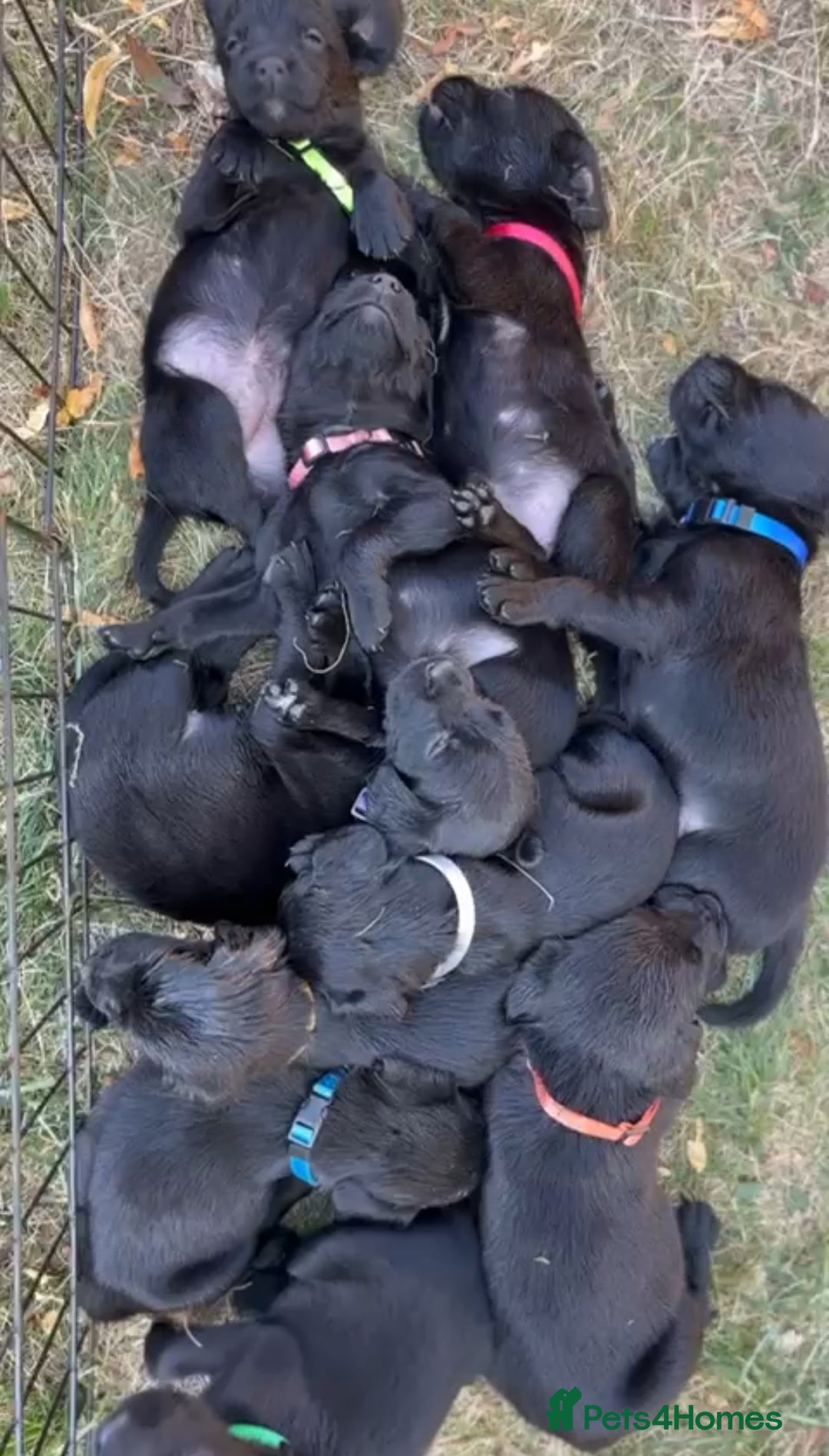 Springador dogs for sale: Stunning black/black&white springador pups - Image 1