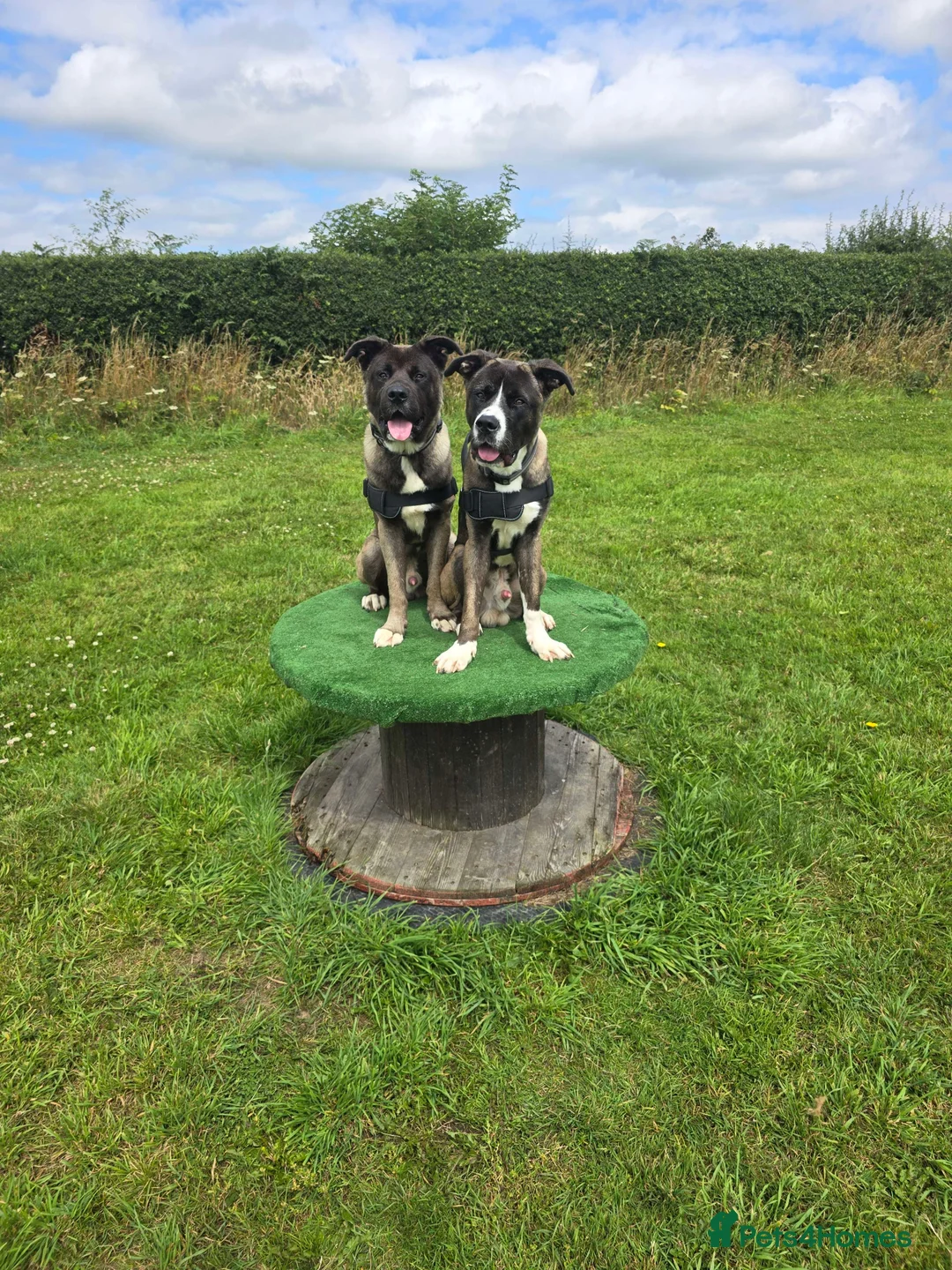 Akita dogs for sale: 3-year-old Akita looking for a new home. - Advert 2