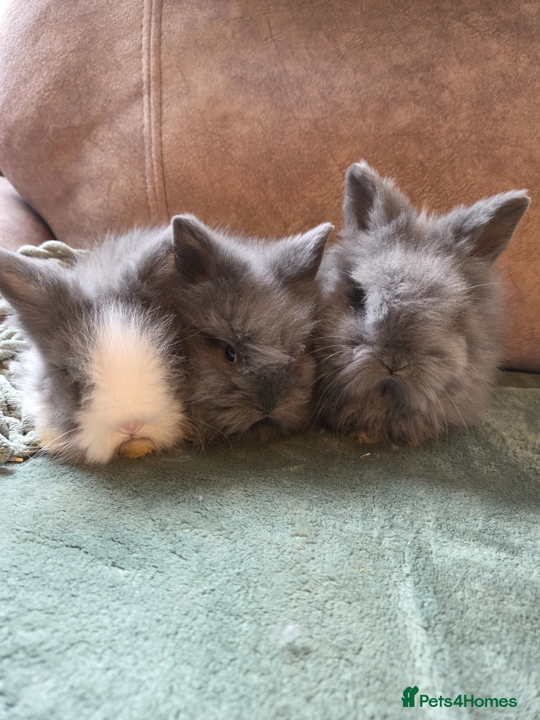 Lionhead rabbits for sale: Smokey double main lionhead  - Advert 1