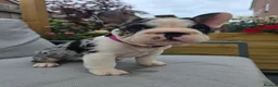 French Bulldog dogs for sale: Last girl ! French Bulldog  - Advert 8