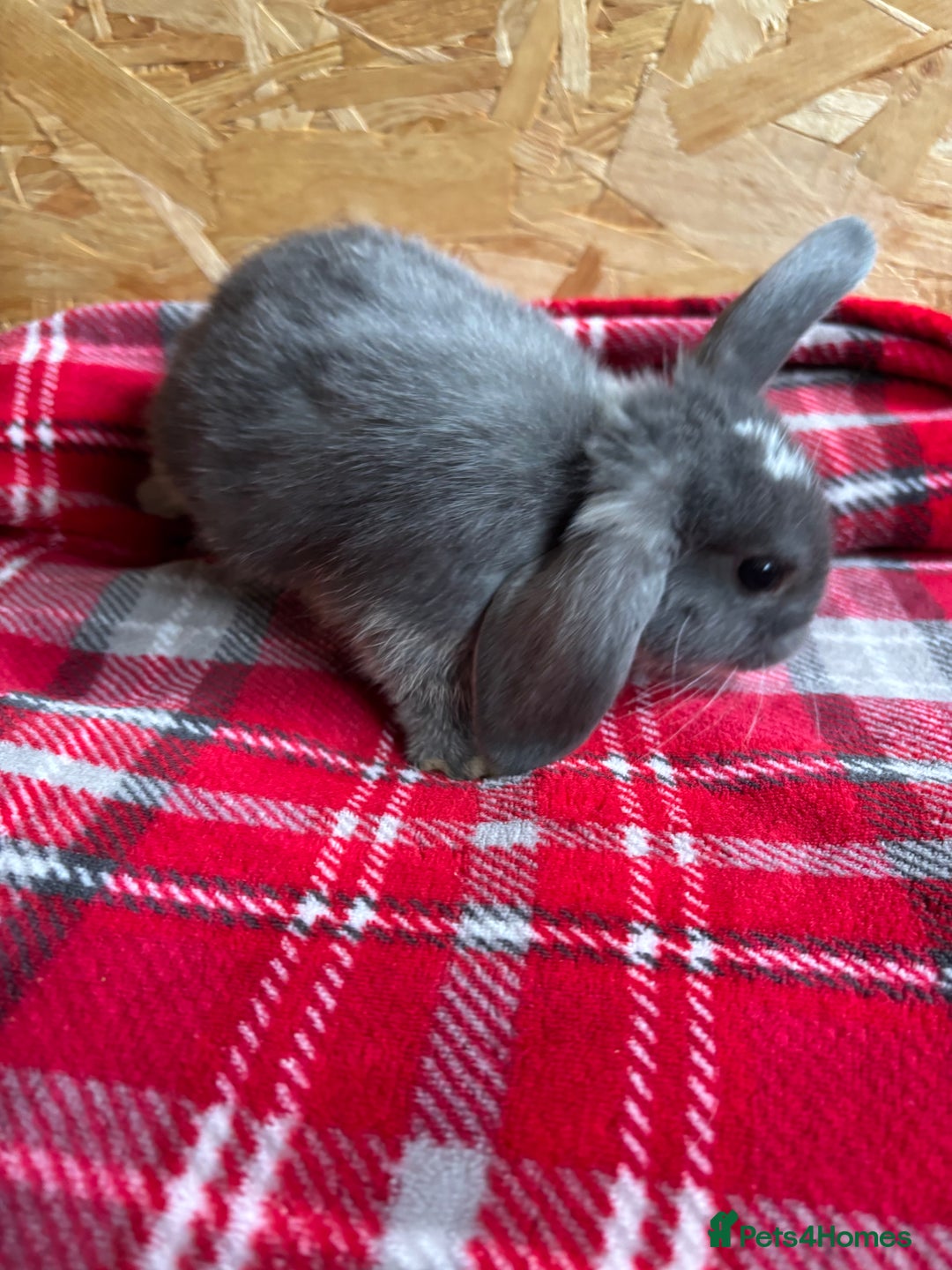 Mini Lop rabbits for sale: Gorgeous mini lops - Image 4