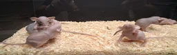 Rat rodents for sale: Baby Dumbo Rat's available, Males & Females  - Advert 22