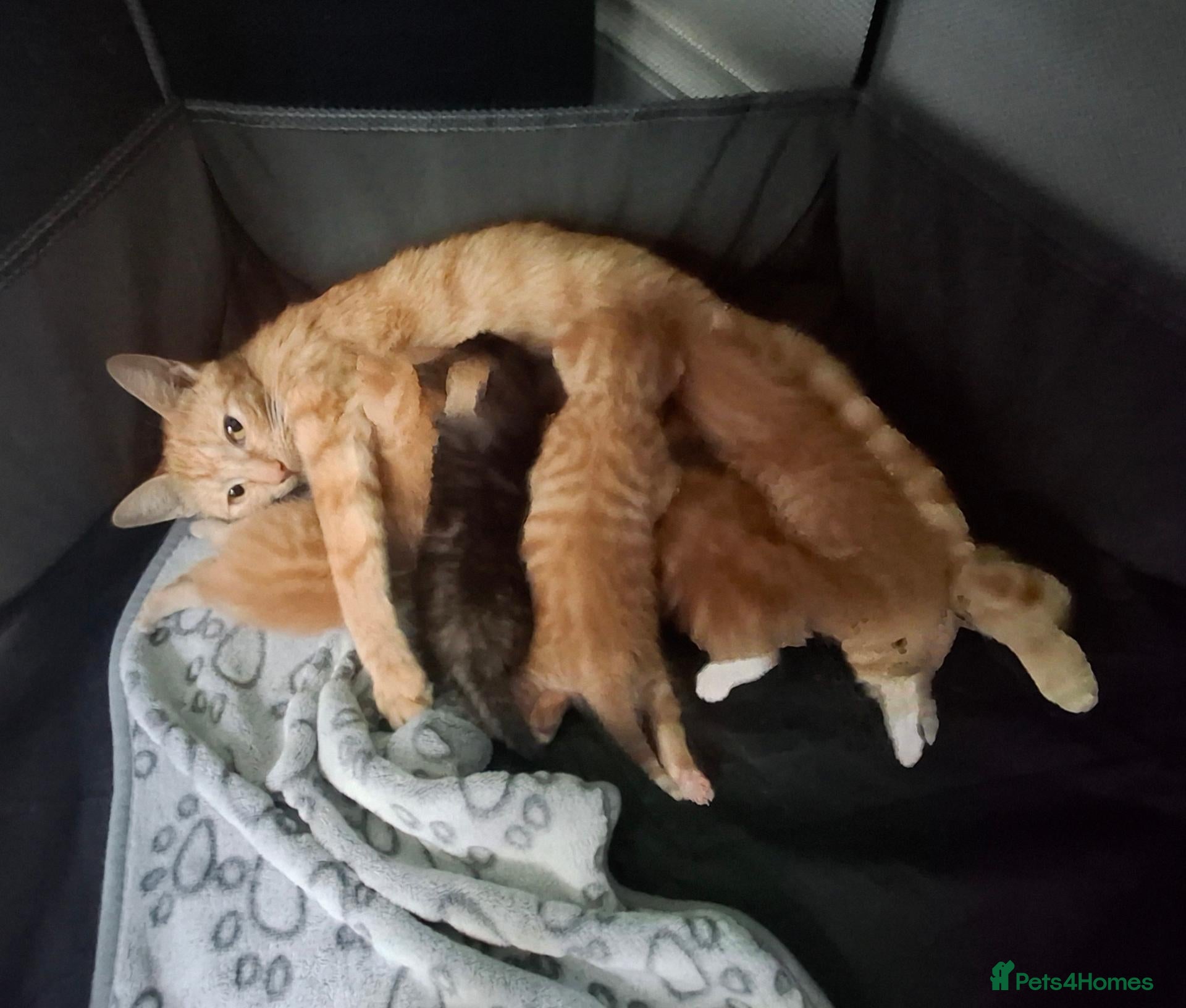 Domestic Shorthair cats Gorgeous ginger tabby and calico kittens - Advert 5