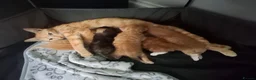 Domestic Shorthair cats for sale: Gorgeous ginger tabby and calico kittens - Advert 1