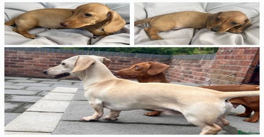 Miniature Dachshund dogs - Advert 10