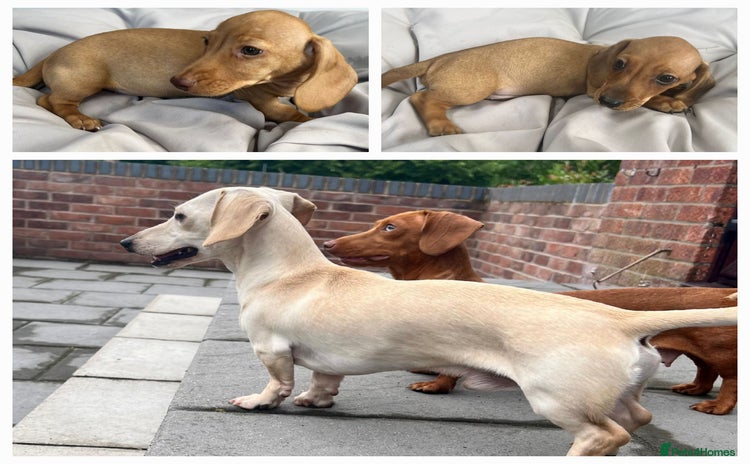 Miniature Dachshund dogs - Advert 2