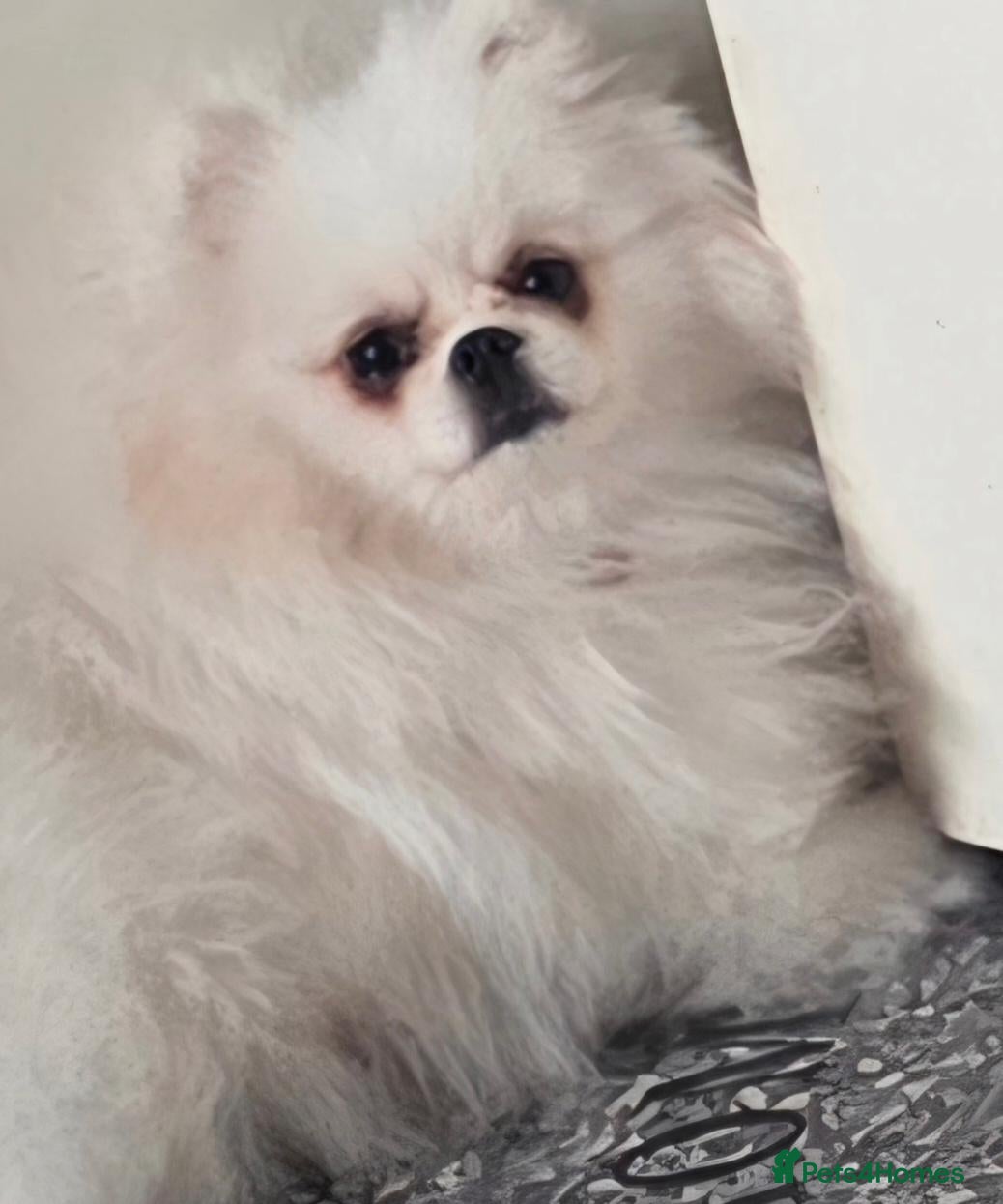 Pomeranian dogs 1 White beautifull teddy bear pomeranian  - Advert 5