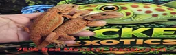 Bearded Dragon reptiles for sale: 75% Red Monster Trans and Het Trans in Okehampton - Advert 3