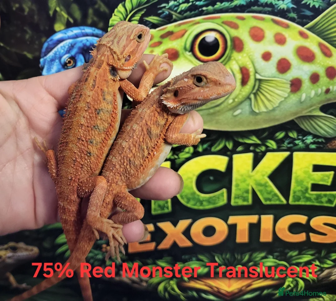 Bearded Dragon reptiles for sale: 75% Red Monster Trans and Het Trans in Okehampton - Advert 3