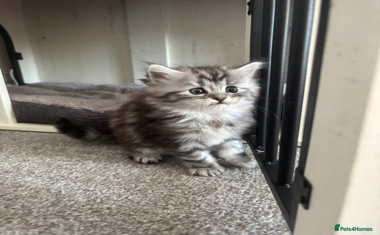 Maine Coon cats - Advert 13