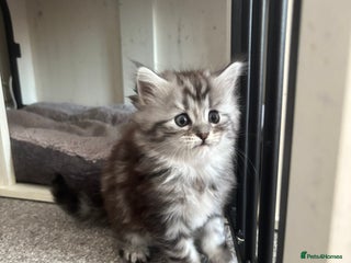 Maine Coon cats - Advert 33