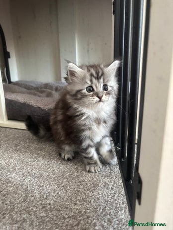 Maine Coon cats - Advert 1