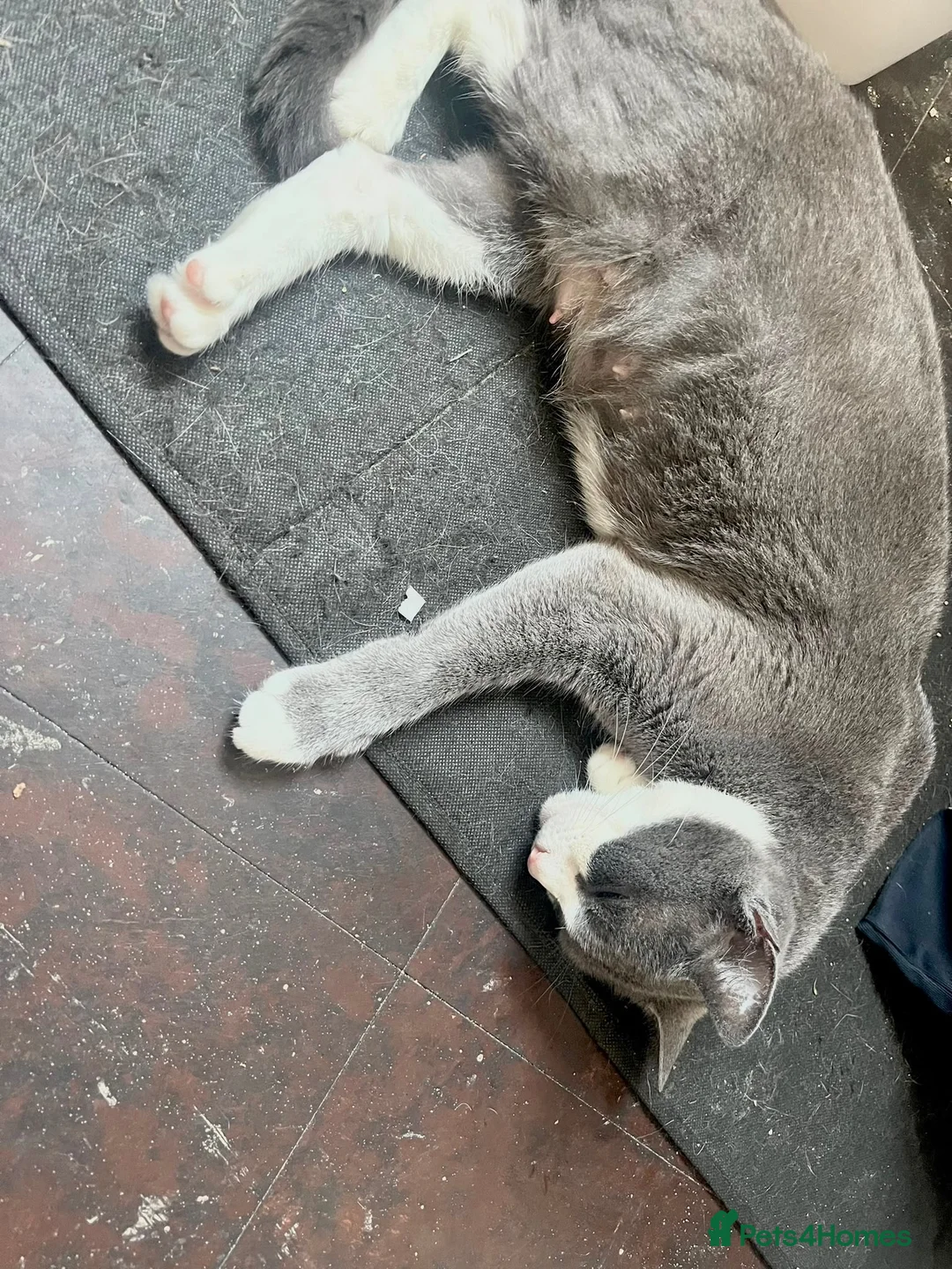 British Shorthair cats for sale: Beautiful BSH  - Advert 1