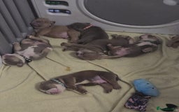 English Bulldog dogs for sale: new english bull dog - Image 4