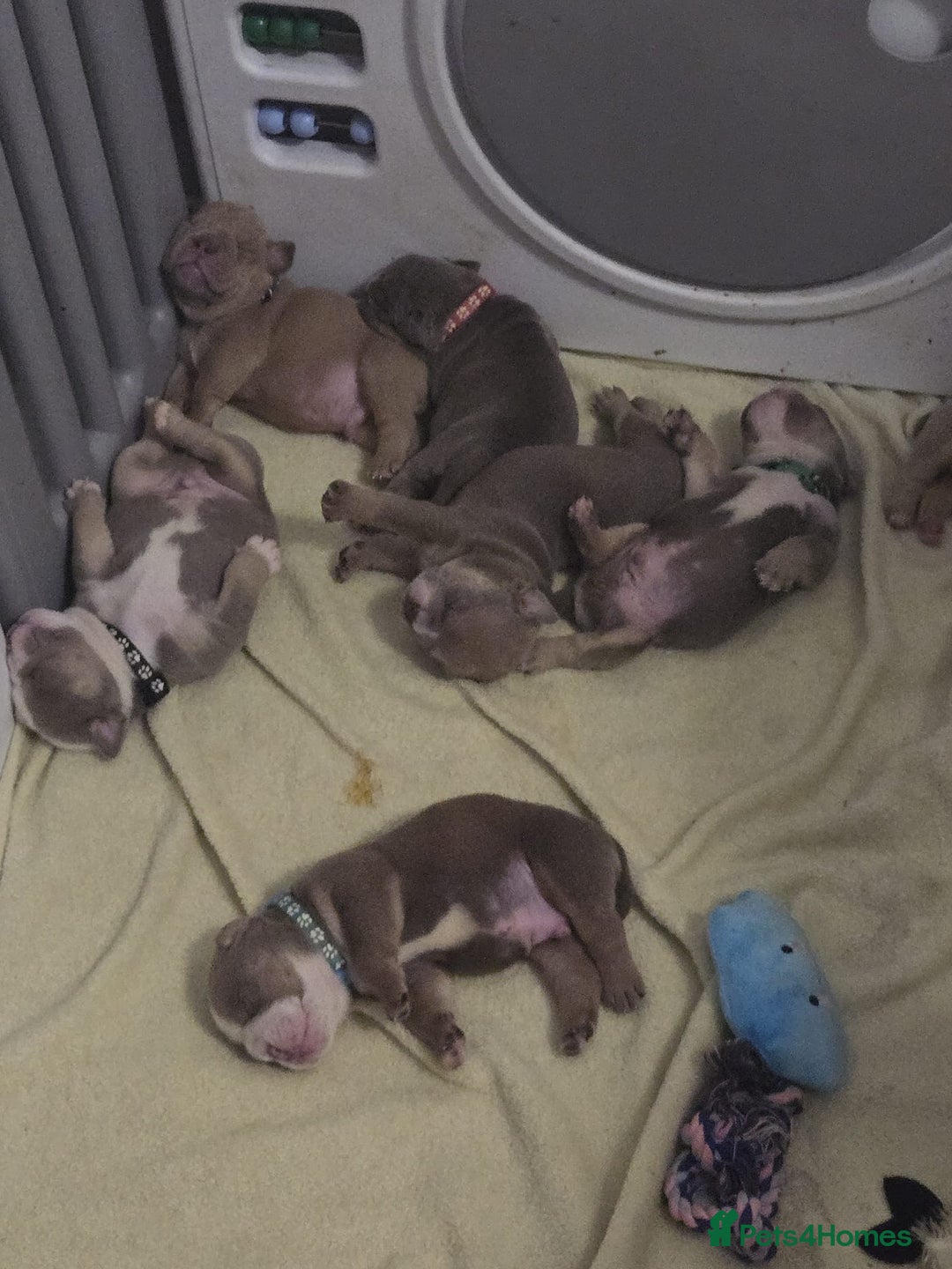 English Bulldog dogs for sale: new english bull dog - Image 4