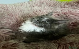 Maine Coon cats for sale: 5 Generation pedigree BLACK SMOKE kittens  - Image 18