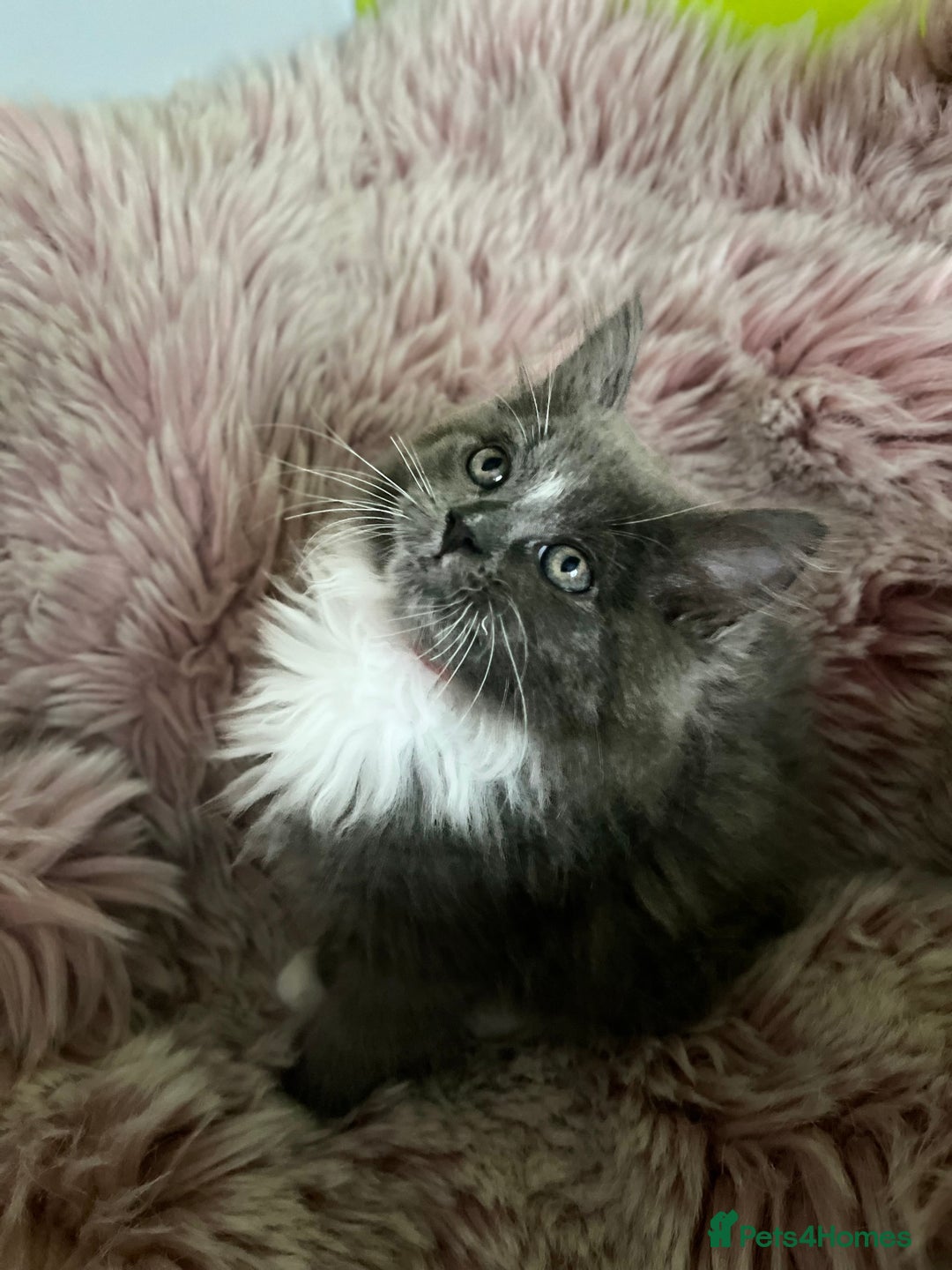 Maine Coon cats for sale: 5 Generation pedigree BLACK SMOKE kittens  - Image 18
