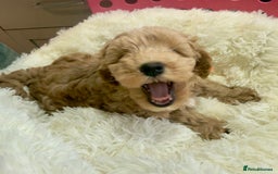 Maltipoo dogs for sale: Toy Maltipoo puppies  - Image 18