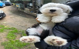 Old English Sheepdog dogs for sale: Kennel Club Reg Old English Sheepdog Puppies - Image 35