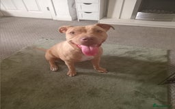 Mixed Breed dogs for sale: Crossbreed  - Image 5