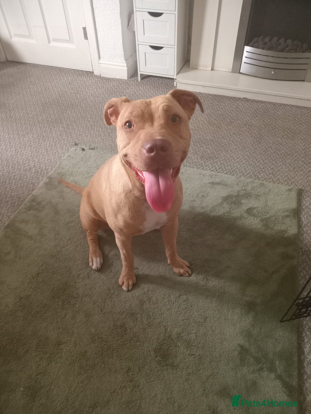 Mixed Breed dogs for sale: Crossbreed  - Image 5