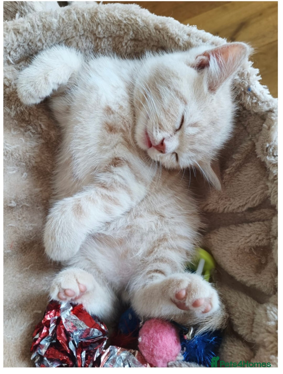 British Shorthair cats for sale: 3 beautiful pedigree British shorthair boys.  - Image 18